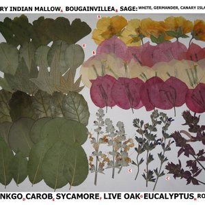60 PCS Variety Pressed Flowers Leaves Leaf Hairy Indian Mallow Sage Bougainville
